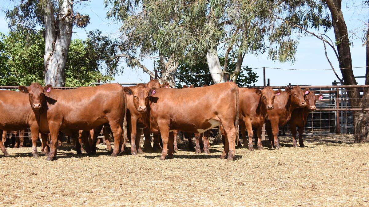 An example of the Red Angus-Shorthorn heifers which will be offered by the McLarty family in the Landmark Boyanup Mated Beef Female Sale on Thursday, January 9. The heifers are PTIC to Red Angus bulls.