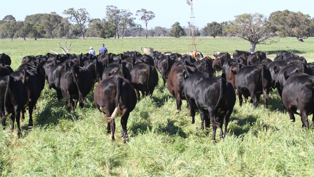 Some of the 94 Angus-Frieisan heifers to be offered by long-time volume sale vendors Keith and Alison Jilley, KL & AJ Jilley, Boyanup, at the Elders Supreme Springing Heifer Sale next month. The Jilley's heifers are PTIC to Limousin bulls and due to calve from February 1, 2020, for 11 weeks. Angus-Friesian heifers will make up 90 per cent or 707 head of the total catalogue of 786 PTIC first cross heifers nominated for the sale.
