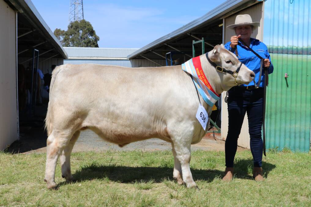 Erin Wilcock, Preston Rise Square Meater stud, Rosa Brook, with her 394kg purebred Square Meater steer sashed reserve champion lightweight.