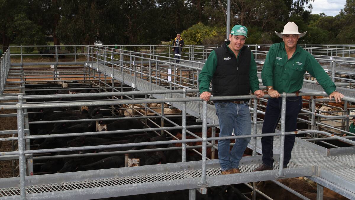 Nutrien Livestock agent Simon Green (left) and Nutrien Livestock State livestock manager Leon Giglia stand over the large consignment of beef heifers from the Esperance region which sold strongly at Boyanup to $2051. Co-ordinating bids on AuctionsPlus, Mr Green purchased numerous lines of heifers at the sale for online buyers.