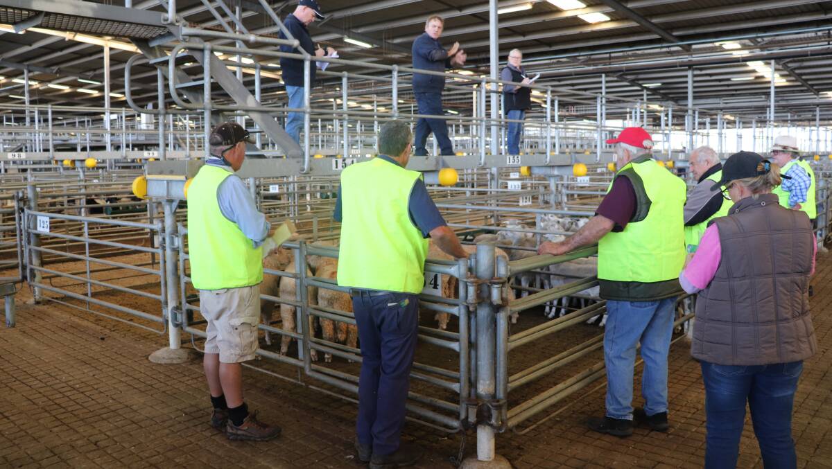 Buyers at the Muchea Livestock Centre keeping their social distance while bidding on sheep pens last week.