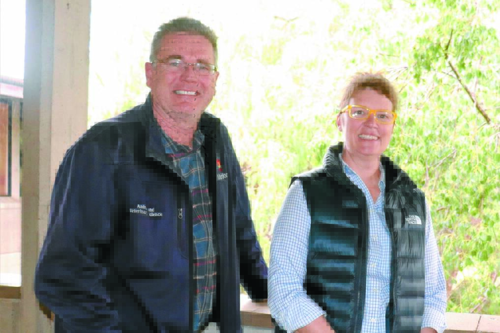 Professor Andrew Thompson and researcher Sarah Blumer head a Murdoch University team investigating whether fatter Merinos run at a higher stocking density could potentially be more profitable. Australian Wool Innovation is funding their research.
