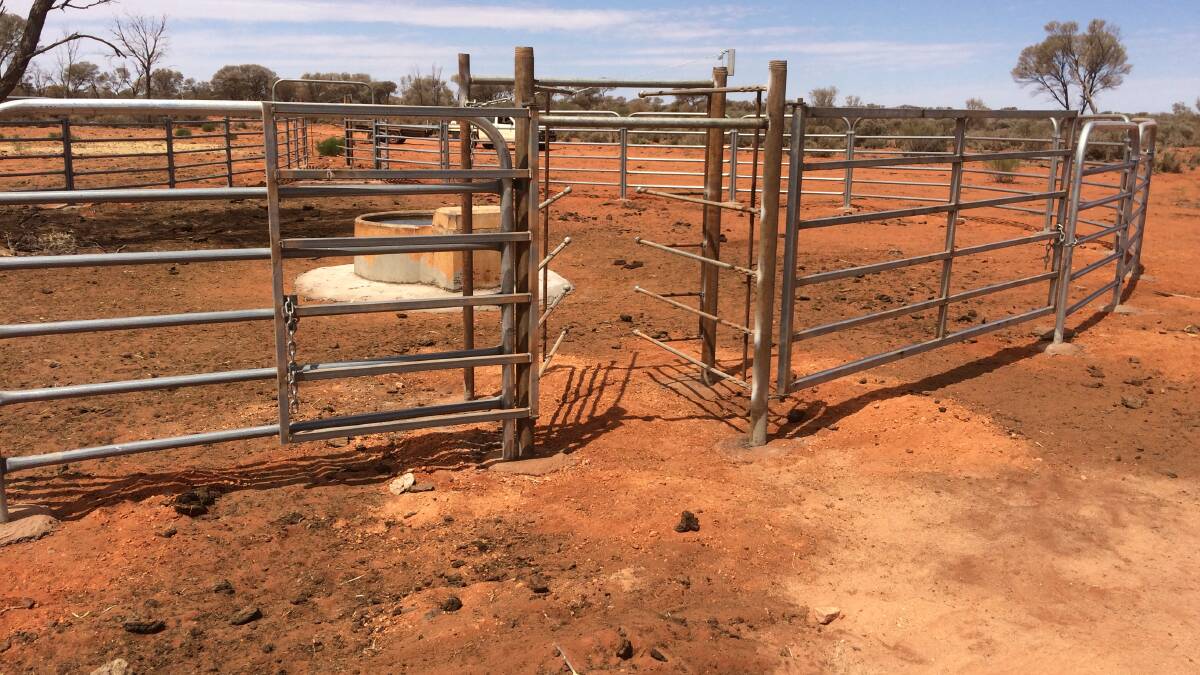 For mustering ease and efficiency, trap yards have been installed on 16 of the watering points at Laverton Downs station, with more to be completed.