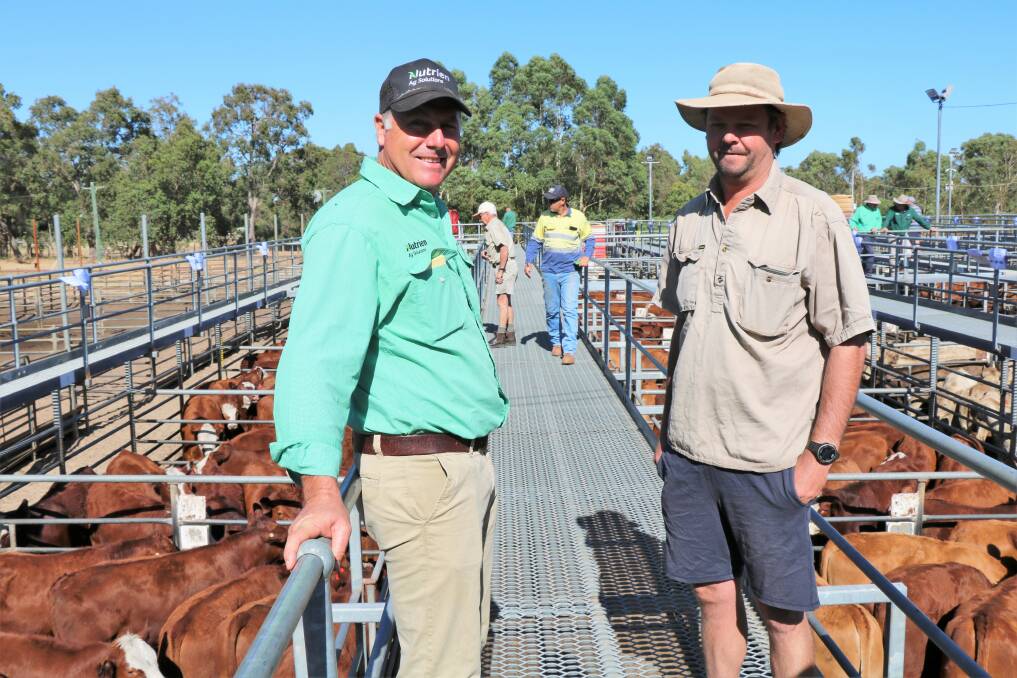 Nutrien Livestock, Waroona agent and volume buyer Richard Pollock (left) with his client and volume vendor Terry James, Terrica Valley, Hyden, at the WALSA weaner sale last week at Boyanup which featured numerous drafts of weaner cattle from the Wheatbelt region. The James family sold their large annual draft of quality Simmental/Red Angus/Hereford cross weaner steers and heifers at the sale.