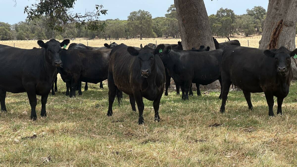 Long-time sale supporter the Muir family, GD Muir & Co, Manjimup, will feature in the catalogue. The Muirs have nominated 49 genuine, purebred 19-22mo Angus heifers based on their own breeding.
