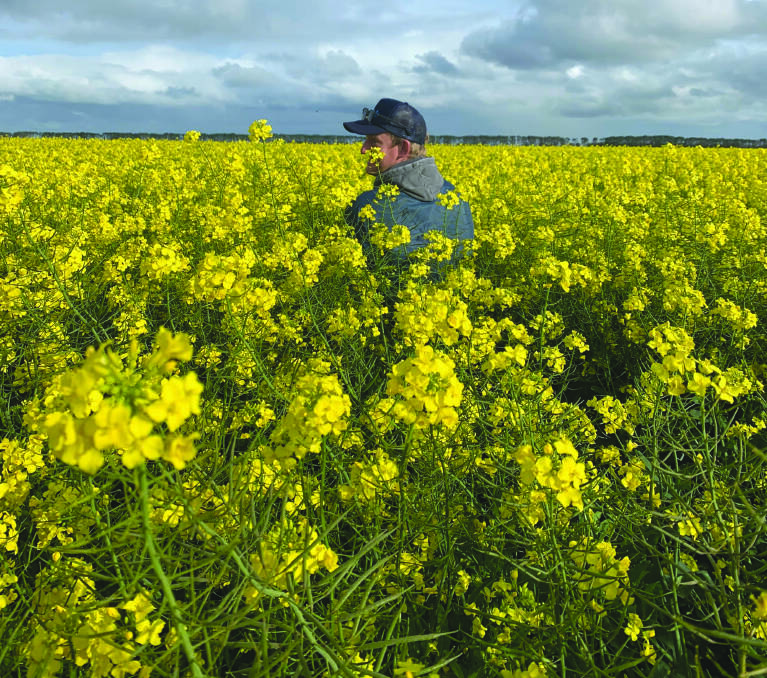 Beaumont farmer Sam Wiech standing in a tall hybrid canola crop on Warakirri Cropping's Lobethal property, east of Esperance, during the Youth in Ag visit.