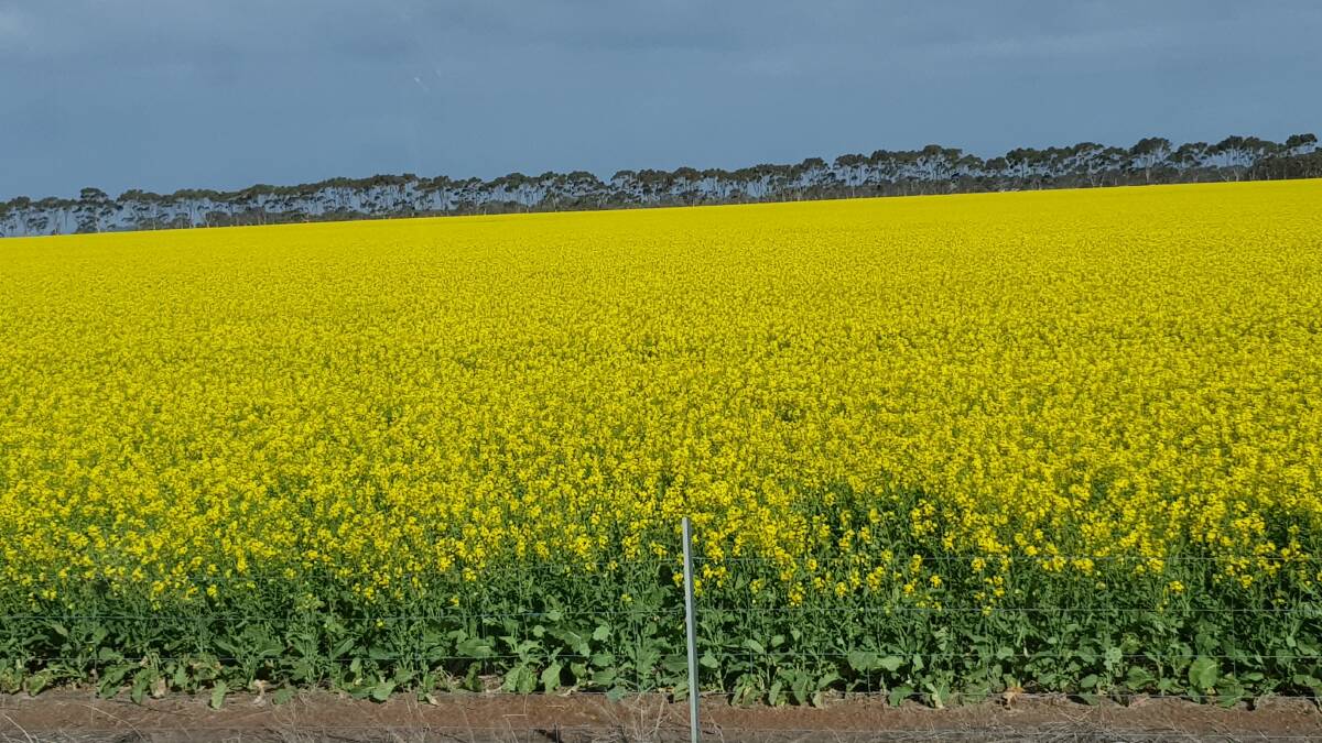 In a high rainfall area at Coomalbidgup  averaging 420 millimetres over the past five years  K-Cee Ridges cropping rotations have been canola and wheat, with some sheep in the program over time.