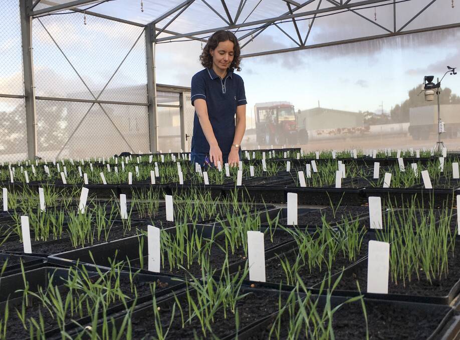DPIRD research scientist Dr Catherine Borger tests for herbicide resistance in barley grass at the department's Northam Grains Research Facilities.