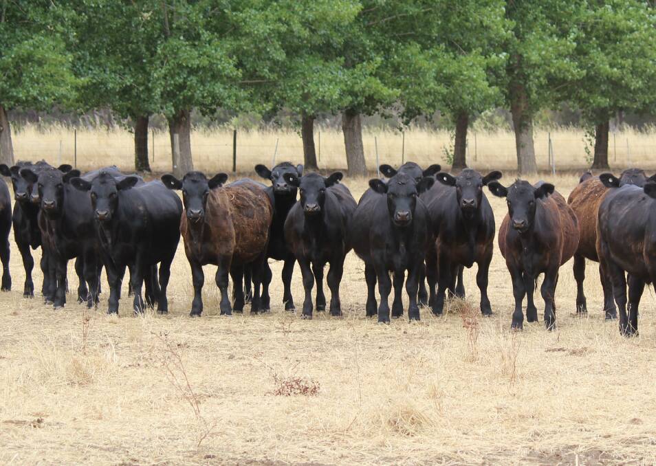 A selection of the Bowie's weaners steers which are 10 months old and average 350kg plus. With the assistance of Elders Busselton livestock representative Clint Gartrell, the youngsters will be sold directly off farm shortly.