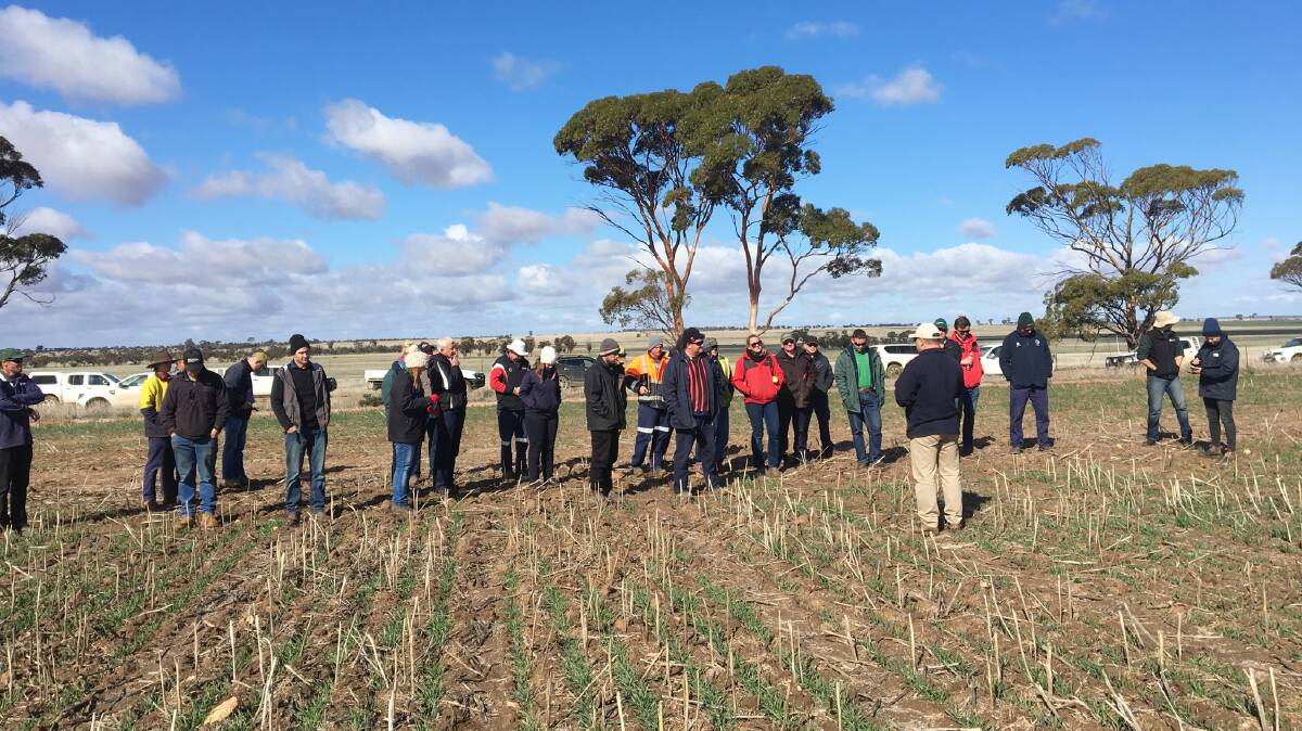 Seasonal variation had more impact on the performance of individual wheat varieties than nutrition strategies in trials at Merredin in WA's eastern grainbelt. Photographs by MADFIG.