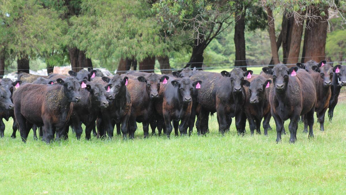 A quality draft of 100 Angus steers will be offered by Hillcrest Farms, Walpole, at the Great Southern All Breeds Feeder and Weaner Show Sale on Monday, November 20. These calves will be accredited under the Elders Feeder Ready Program.
