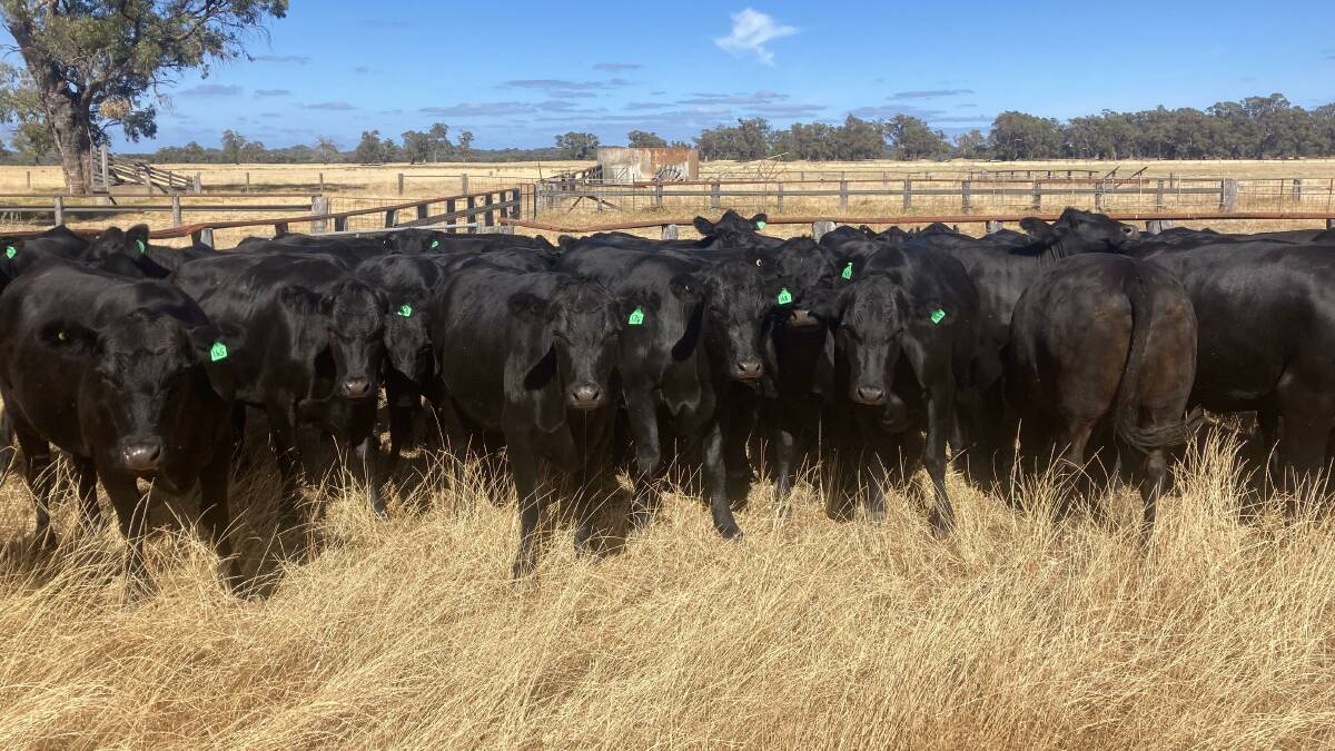 The largest vendor of unjoined first-cross heifers in the sale will be LJM Produce, Myalup, with 49 Angus-Frieisan heifers.
