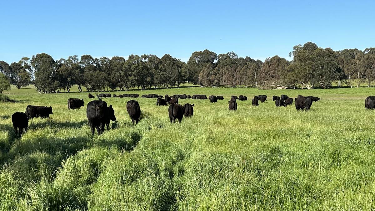 During their time back on the farm, the Paynes have re-fenced the whole property, built a new home, a workshop, machinery shed and functional cattle yards, as well as prioritising pasture management and land care.