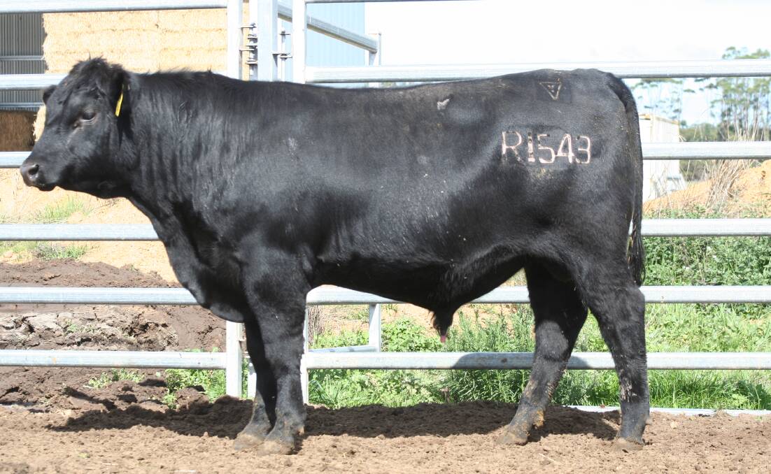 The second top price in last week's Lawsons Angus yearling Manypeaks bull sale held on AuctionsPlus was $14,000 paid for this bull Lawsons Momentous R1543 by a return stud buyer from the Albany region.
