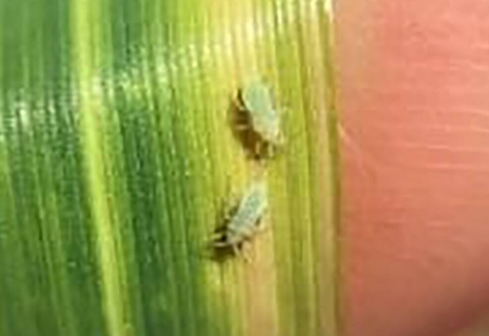 Russian wheat aphids and feeding damage on a cereal leaf. Photo by Carla Milazzo, DPIRD.