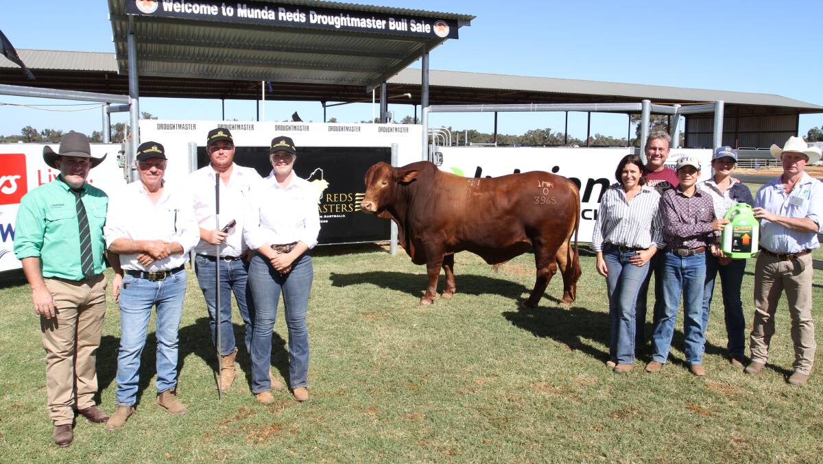 This Droughtmaster bull set a WA record price for a Bos Indicus bull sold at auction when it sold for the season's $60,000 overall third top price at the inaugural Munda Reds Droughtmaster on-property bull sale at Glencoe, Gingin, this month. With the bull Munda Fortdale 3965 (PP) were auctioneer Dane Pearce (left), Nutrien Ag Solutions stud stock, Rockhampton, Queensland, Munda Reds stud principal Mike Thomson and Glencoe managers Ben and Olivia Wright, buyers Katrina Wallis, Paul Laycock, Max Wallis and Steph Laycock, High Country Droughtmaster stud, Toogoola