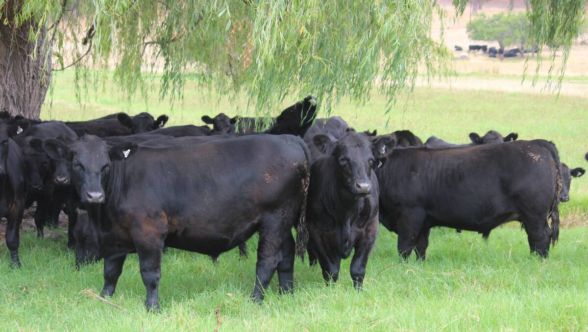 Nominating an annual draft of 70 well-bred Angus steers will be Paul Fry, Crendon Irrigation, Donnybrook. The April to May born yearlings are expected to weigh between 380-430kg and are based on Blackrock genetics.