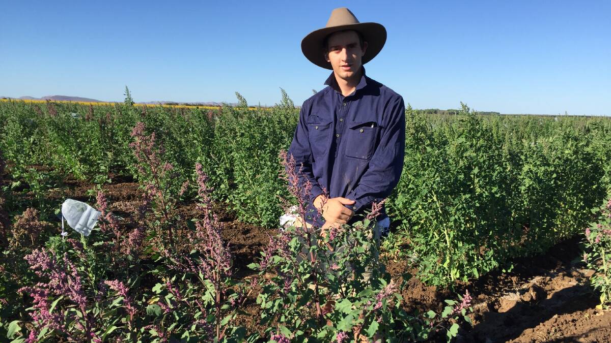 Jordan Dwyer standing in the middle of a trial quinoa field in Western Australia's top end last year. He completed two weeks work experience with DPIRD in Kununurra after winning Curtin University's Agribusiness Regional Work Experience Scholarship.