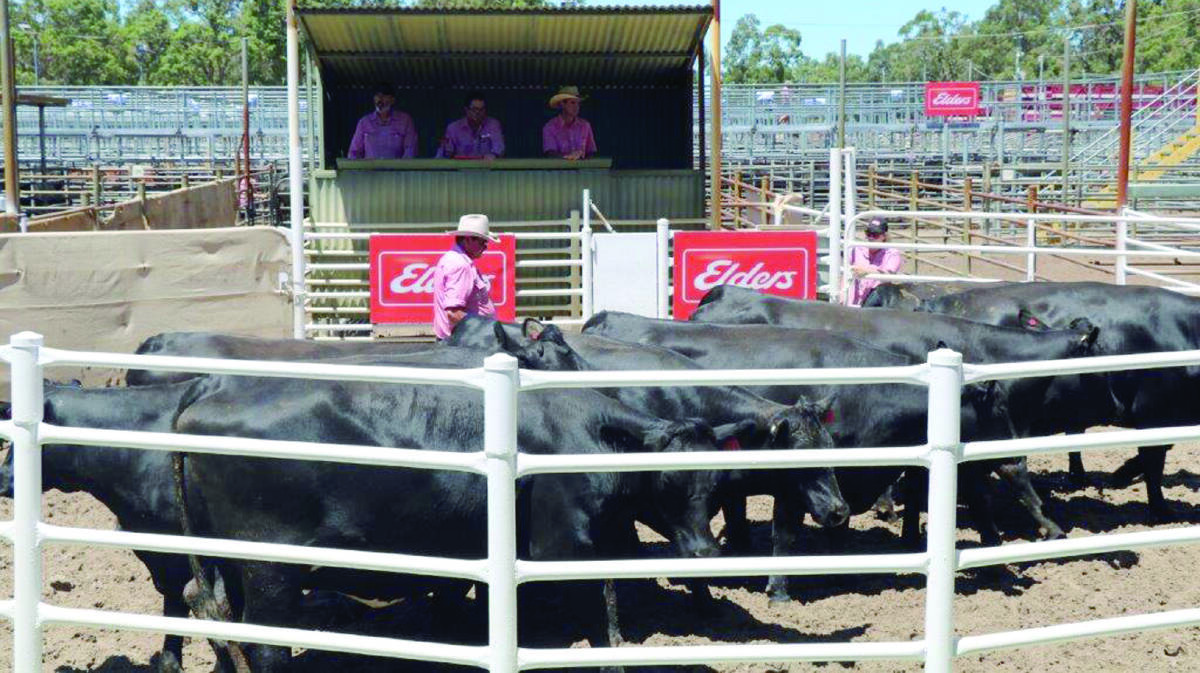 One of the $2900 equal top-priced pens of Angus heifers sold by HW Griffiths & Co, Ferguson, in the sale ring before the Elders selling team of Elders State livestock and wool manager Dean Hubbard (left), Elders auctioneer and Margaret River agent Alec Williams and Elders South West livestock manager Michael Carroll.