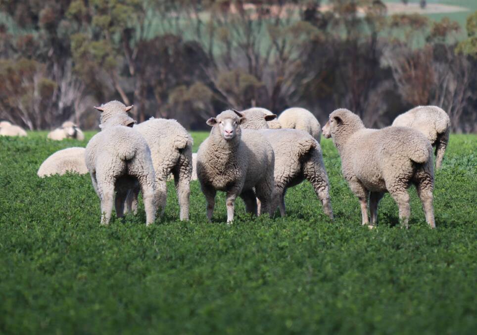 The O'Meehans run a flock of about 2500 breeding ewes on 4000 arable hectares.