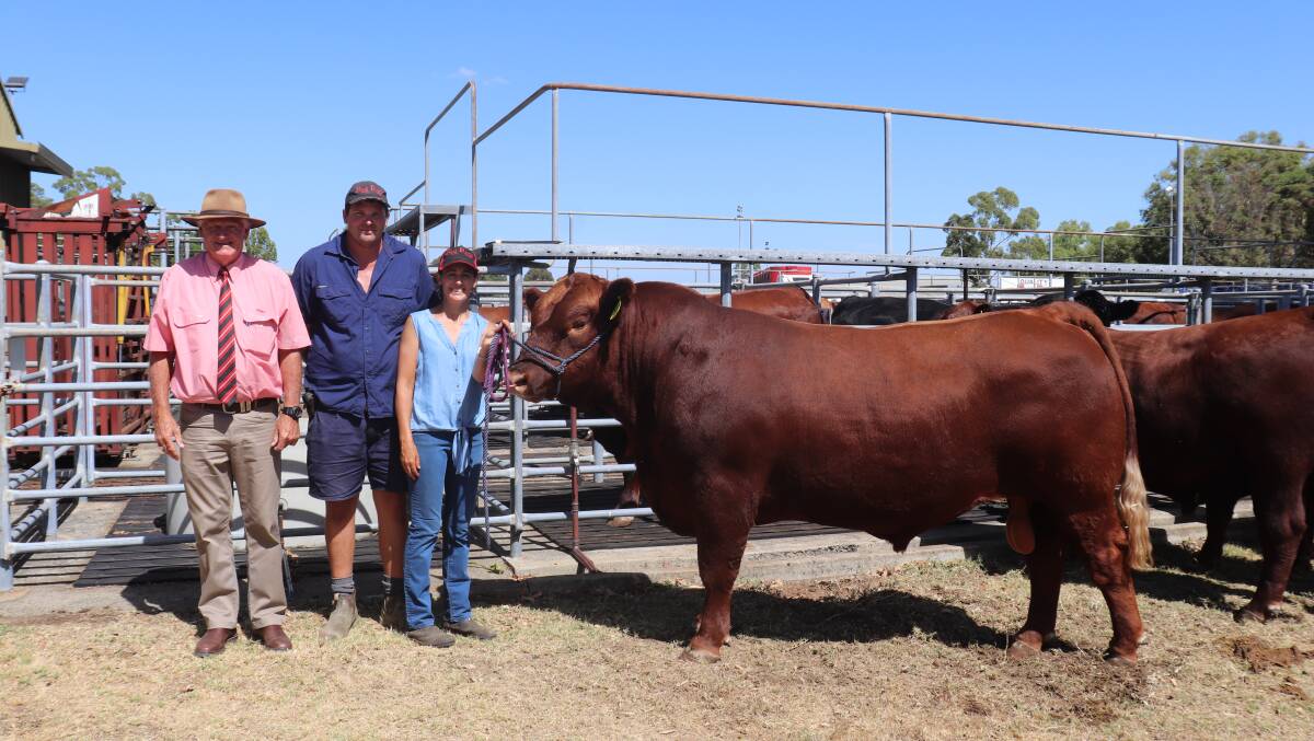The Red Rock Red Angus stud, Ludlow, was the only vendor of Red Angus bulls in the sale and its offering topped at $15,000 for this sire Red Rock Steiger S8 (AI) when it sold to PK Dobberstein, Catterick. With the bull were Elders, Bridgetown representative Deane Allen (left), who purchased the bull for the Dobbersteins and Red Rock principals Peter and Rebecca Bantock.