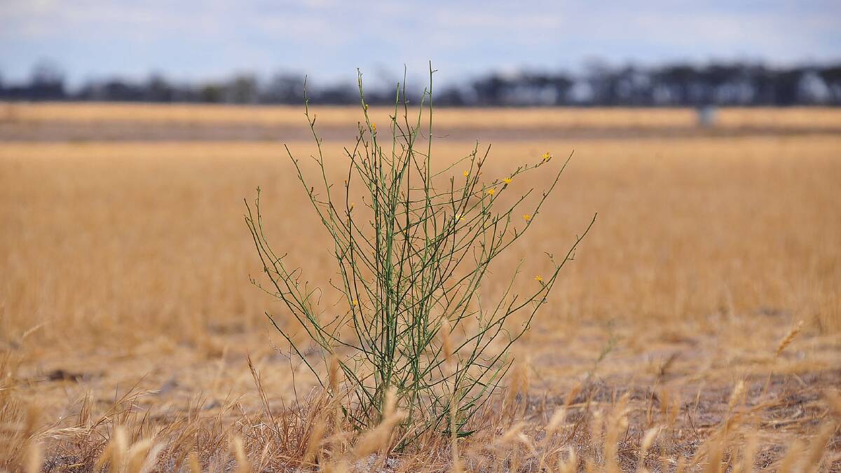  Farmers are reminded to keep up paddock checks for skeleton weed.