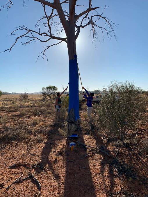  The Blue Tree Project was started with the painting of a tree in honour of the late Jayden Whyte as he had once painted a tree blue on his family's property at Mukinbudin as a joke. Pictured is Jayden's best friend Simon Comerford (right) with his cousin Jared Beagley who painted a 15 metre tall tree at Mukinbudin.