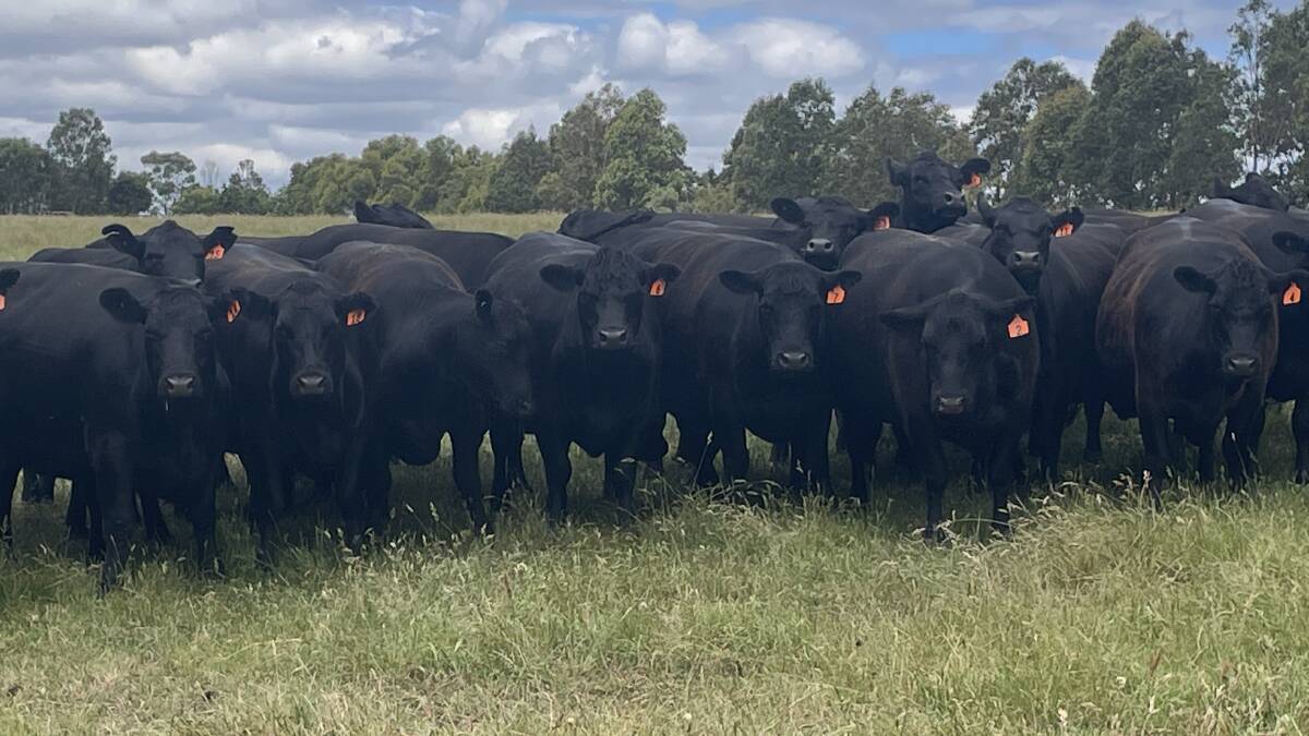 Coastal Plains, Youngs Siding, has nominated a line of 30 Angus, which are PTIC to a Shannalea Limousin sire.