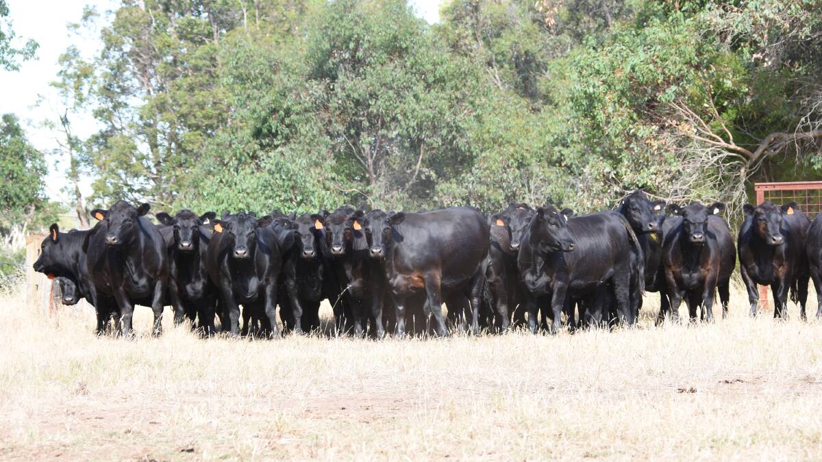 Regular sale vendors Mark and Peta-Jane Harris, Treeton Lake, Cowaramup and Dardanup, will also be among the larger vendors in the sale when they truck in 40 PTIC Angus heifers.