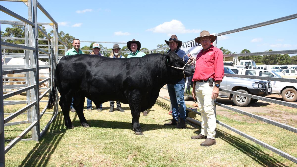 Prices hit a sale record high of $17,000 for this Black Simmental bull from the Naracoopa stud, Denmark, at the Nutrien Livestock Great Southern Blue Ribbon All Breeds Bull Sale at Mt Barker. With the bull Naracoopa Qualify Q005 were Nutrien Livestock, Esperance agent Darren Chatley (left), buyer Andrew Hann, Greendale Simmental stud, Esperance and Greendale's Rachel Tonkin, Nutrien Livestock, Albany/Denmark representative Michael Lynch, David Wright, Denmark and Naracoopa co-principal Kevin Hard. Along with taking home the bull as top-priced buyer Mr Hann also received a two litre Cydectin Platinum Pour-on drench package from sale sponsor Virbac.