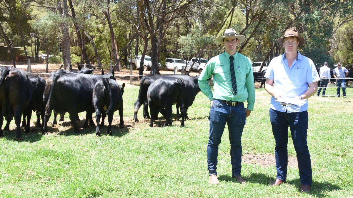 Inspecting the Angus females prior to the sale were Nutrien Livestock trainee Jordan Dwyer (left) with his brother Michael, Norsca Black Angus stud, Southhampton. During the sale Michael purchased a PTIC Angus cow for $6500.