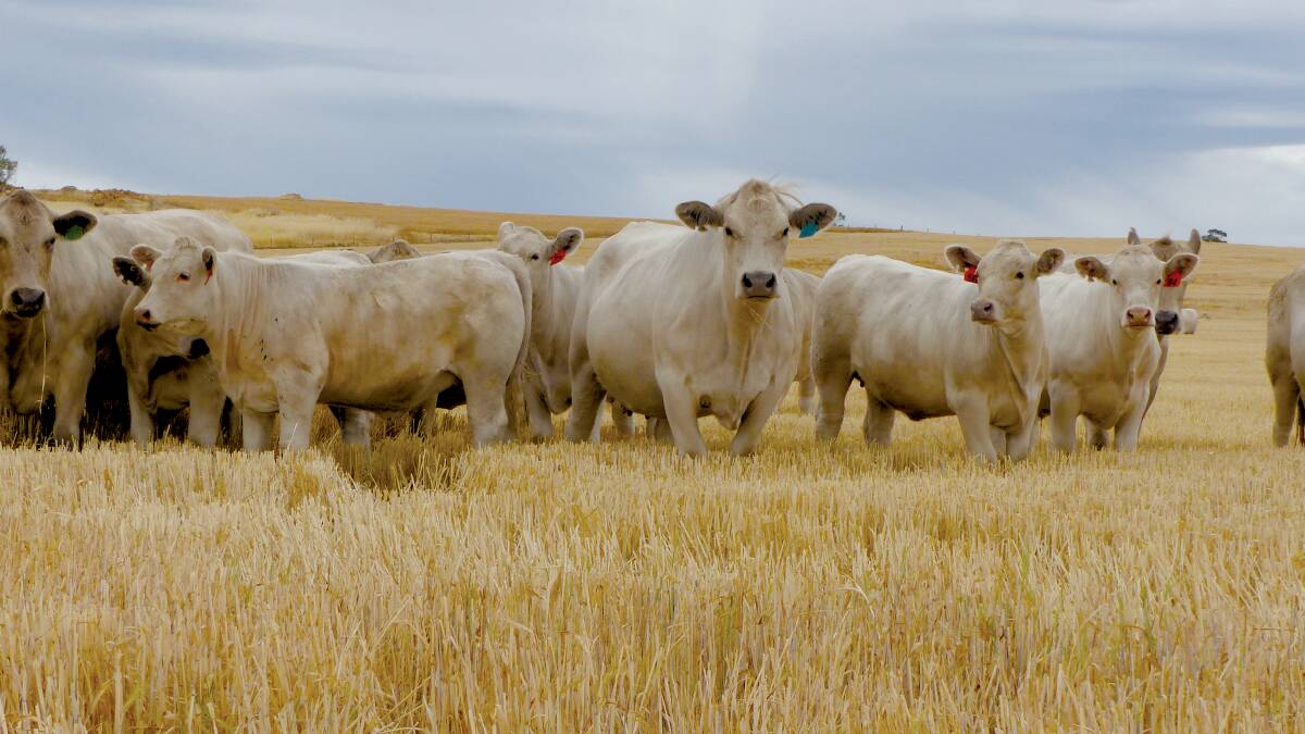 About 200 head of Charolais calves hit the ground at Castle Hill each year, with no calving problems to be seen.