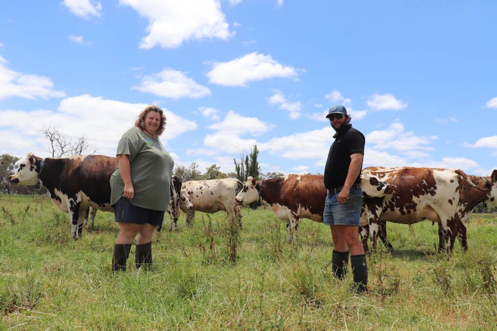 Suzanne and Tavis Hall in the paddock with their French Normande cows that produce the milk for their artisan cheese.