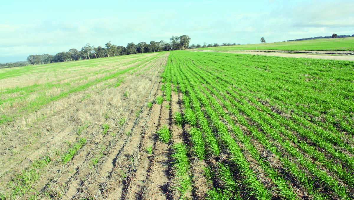 Germinating Zen wheat on the right where a Terraland chisel plough was used to incorporate non-wetting topsoil with clay before a SwifterDisc was used to incorporate stubble and provide a level seeding bed. On the left is a control strip seeded at the same time but with no pre-treatments. The non-wetting is very evident in the patchy germination.