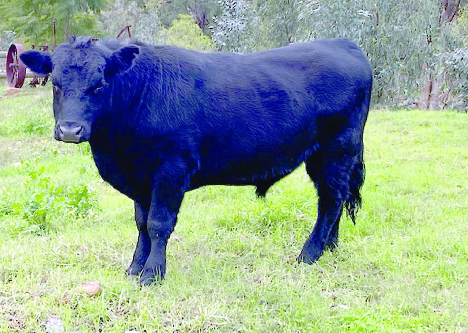 An example of the four yearling Angus bulls to be offered by C Garreffa, Herne Hill. The 14 to 16-month old unregistered bulls are out of purebred Monterey Angus cows and by Monterey Angus sires.