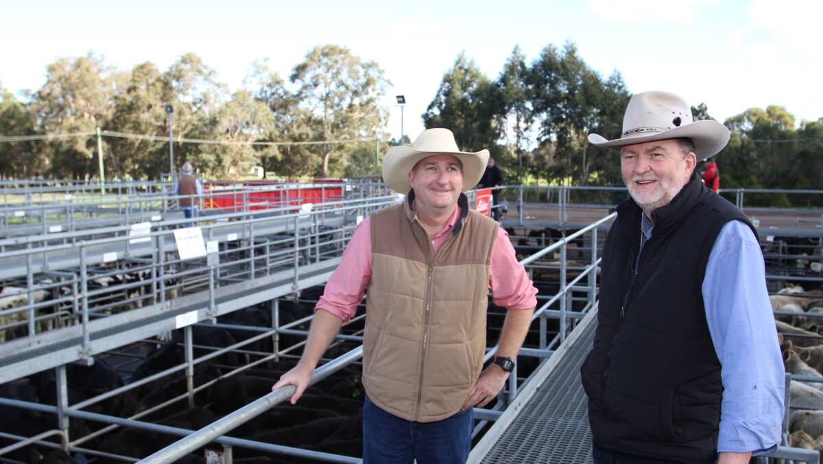 Newly-appointed Elders Waroona representative Wade Krawczyk (left) and Alcoa Farmlands manager Vaughn Byrd, Wagerup and Pinjara, caught up at the Elders June special store cattle sale at Boyanup last week. Alcoa Farmlands sold Angus steers and heifers at the sale to 428c/kg and $1548. 