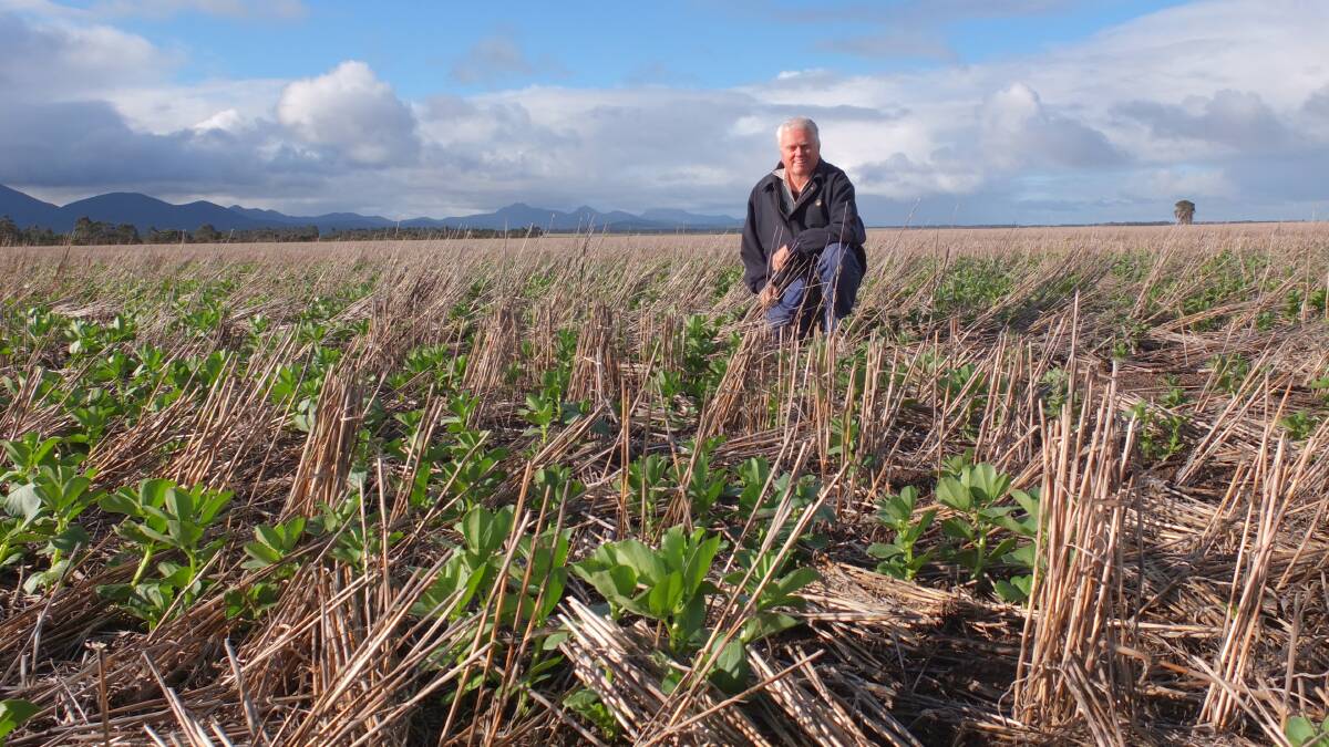 DPIRD senior research scientist Mark Seymour with a faba bean crop at Kendenup.