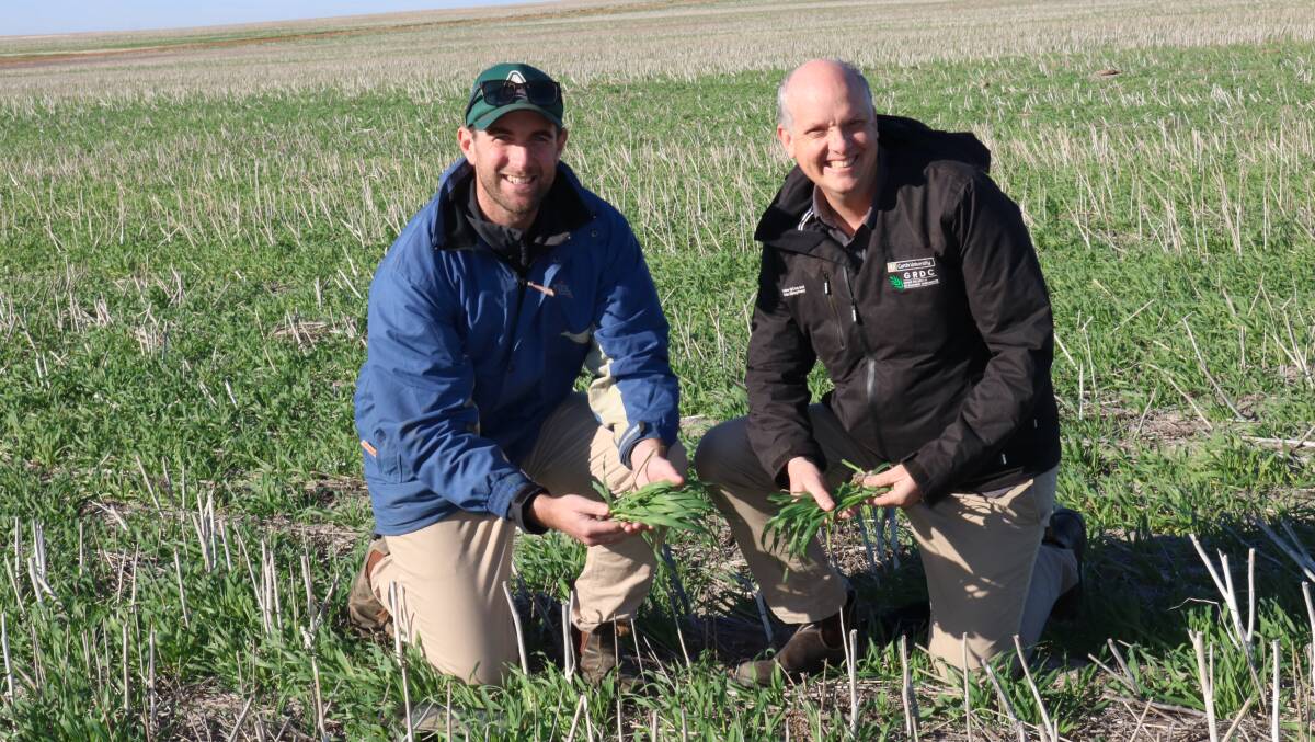 Nutrien agronomist Kyran Brooks (left) and CCDM director Mark Gibberd scouting for barley grower cohort trial sites in southern Western Australia.