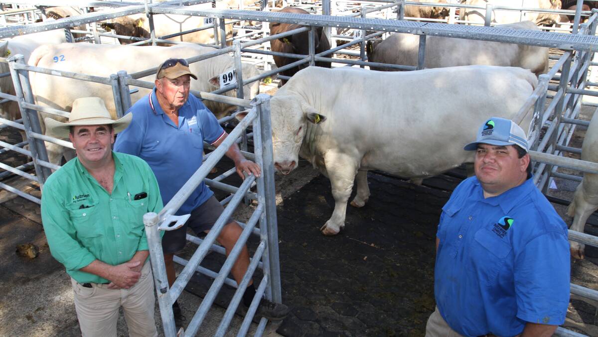  With one of the $12,000 equal second top-priced Charolais bulls Copplestone Sarge S4 (P) (by Ascot Louis P48) offered by the Milton familys Copplestone Charolais stud, Dardanup, were buyer Jamie Abbs (left), Nutrien Livestock, Bridgetown and Copplestone stud connections Peter Milton and Jarvis Polglaze. It was one of two Copplestone bulls Mr Abbs purchased for Tyndale Farm, Burekup.