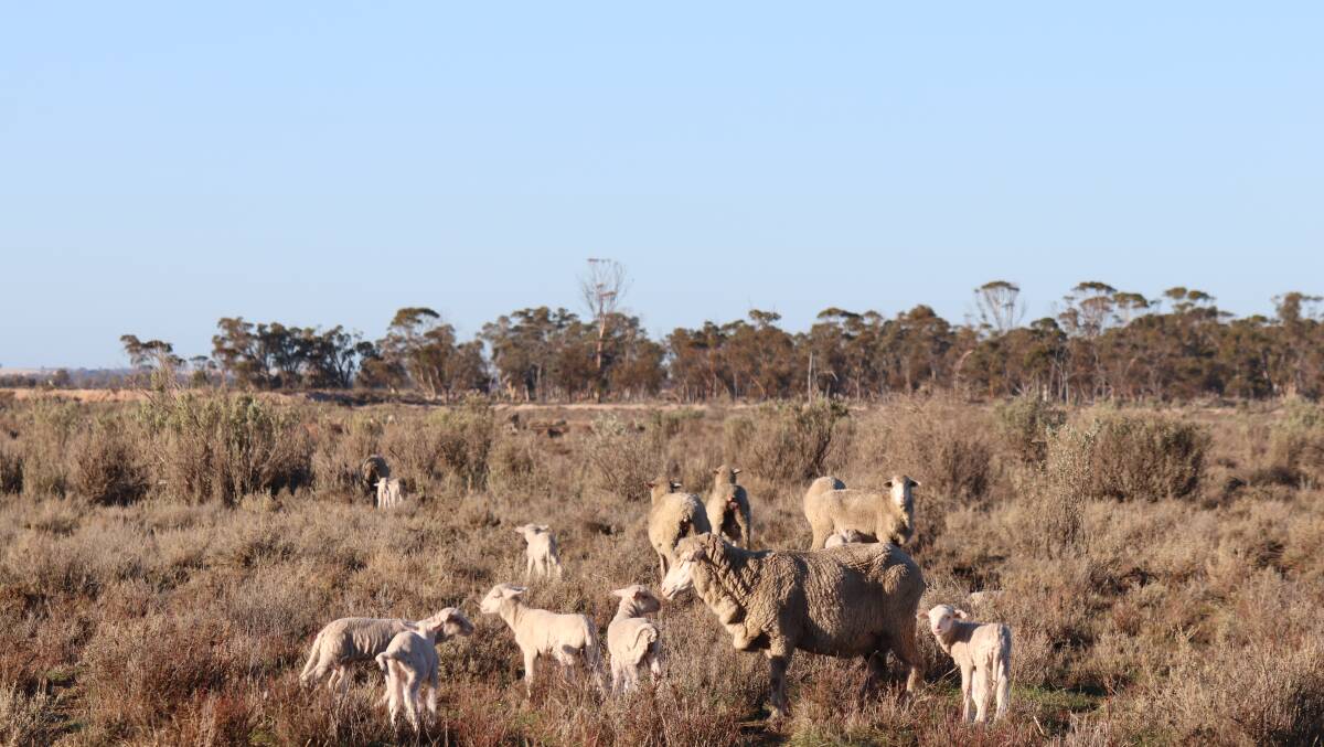 The Tippets mate 2000 Merino ewes every year, utilising the salt country across their property as lambing paddocks.