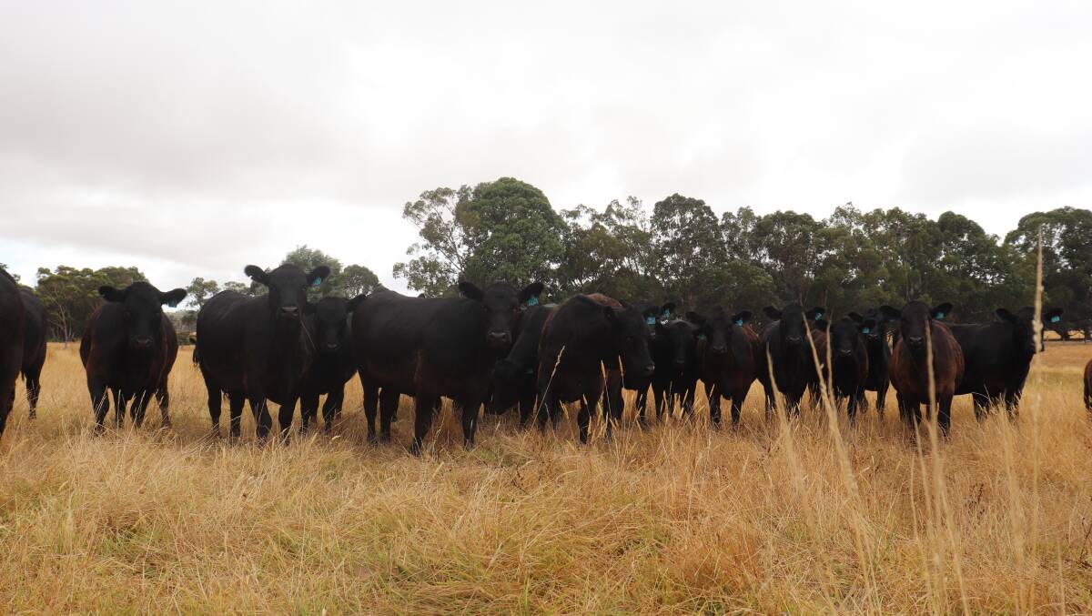 The Paynes now farm across 120 hectares of owned and leased land, where they run 86 Angus breeders.