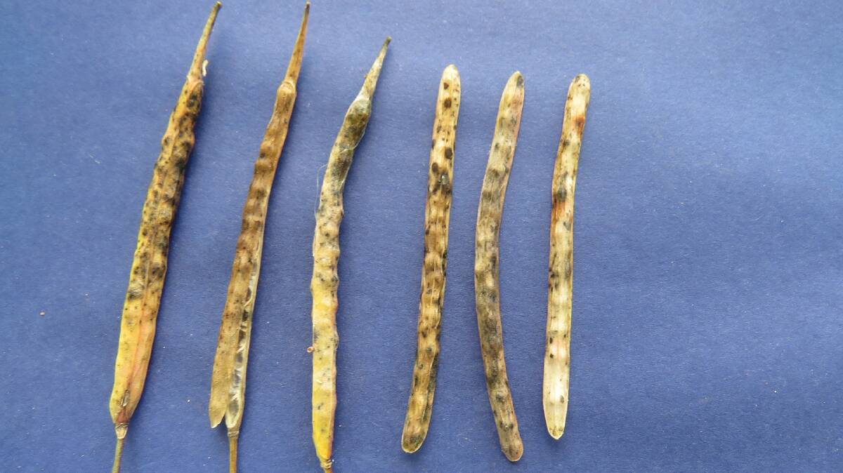 Alternaria-infected canola pods collected from the Bidgee-Dalyup area in 2022.