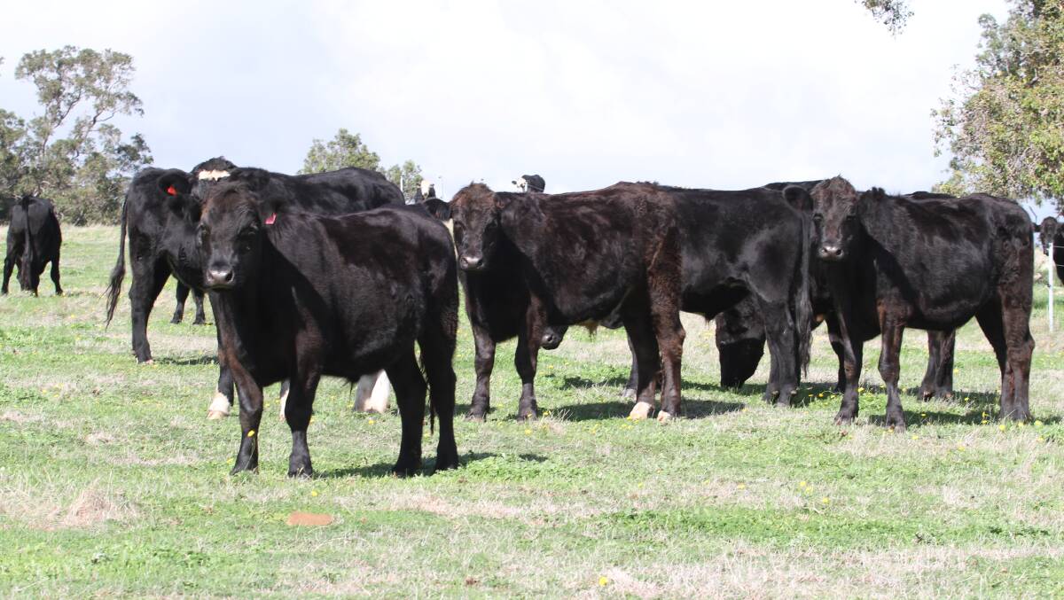 Ferguson Hill Estate, Ferguson, will be offer 27 Angus-Friesian steers and eight Hereford-Friesian steers aged 20-22 months at the Elders store cattle sale at Boyanup on Friday, May 21, 2021, commencing at 1pm.
