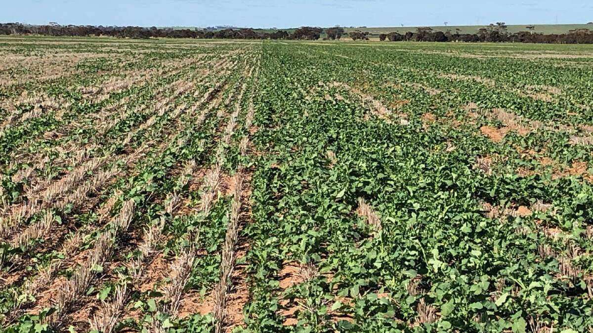 A comparison of the application of normal crop nutrition (left) with the addition of the C33 carbon fertiliser pellet (right) in canola on a property near Kulin. HF De Wet, Meag Soil Consultancy, is surprised by the response of the canola to the carbon fertiliser pellet on the heavier soils at Kulin.