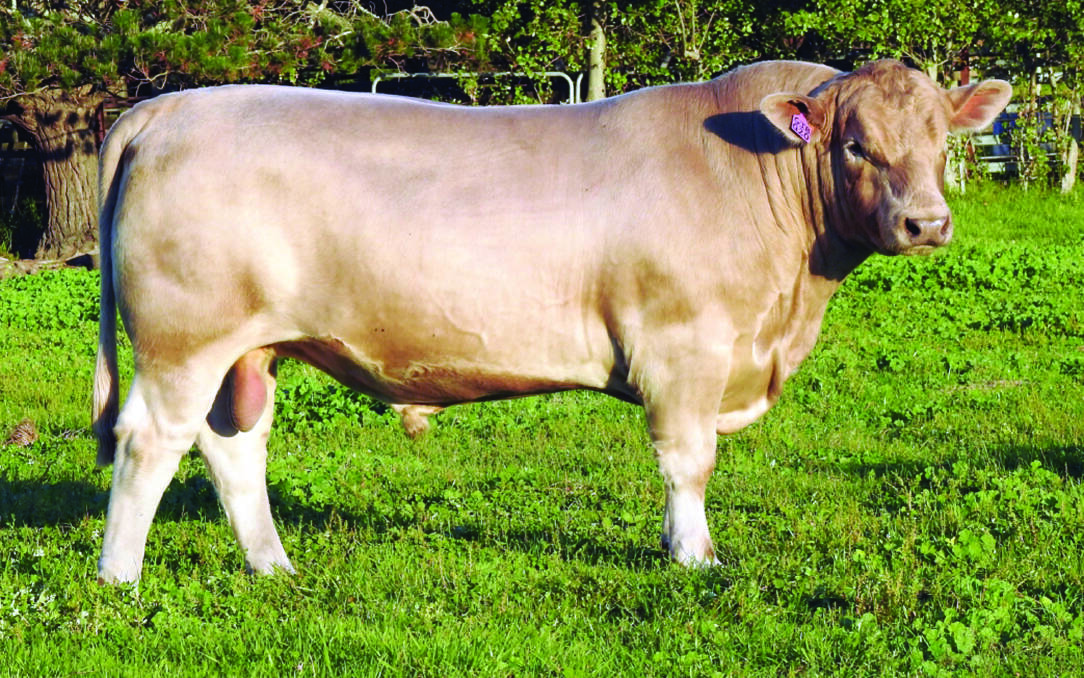 The sale's $8000 top-priced bull Monterey Quarterback Q20 (AI) (by Monterey Majestic Boy) was purchased by David Corker, Wundam Park stud, Boyup Brook.
