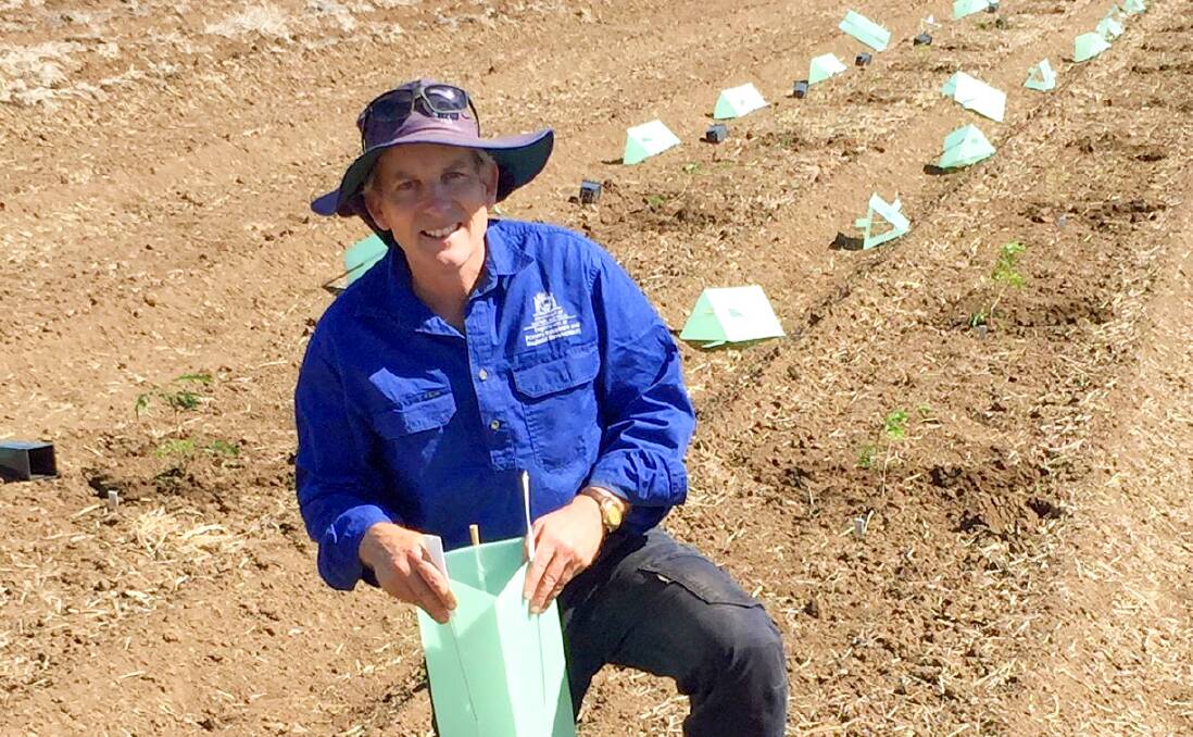 DPIRD research scientist Clinton Revell plants the first cross seedlings of sterile leucaena at Kununurra  one of three northern trial sites being used to develop a new non-weedy variety.