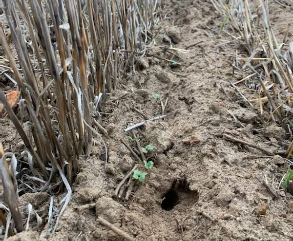  Near Esperance, Farm and General agronomist Monica Field has seen areas where there's five or more mice holes within 100 metres and with that many, they are starting to look at plague numbers.