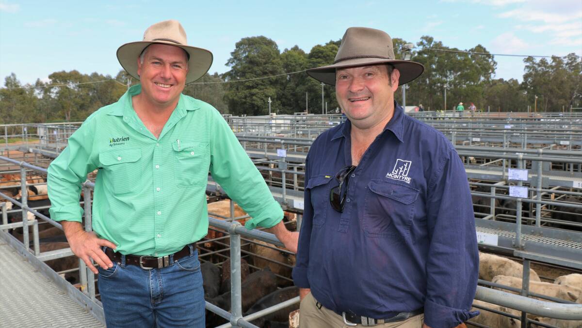 Nutrien Livestock, Waroona agent Richard Pollock (left), with client, Rohan McIntyre, Waroona. McIntyre Ag sold several pens of calves, reaching $2046.
