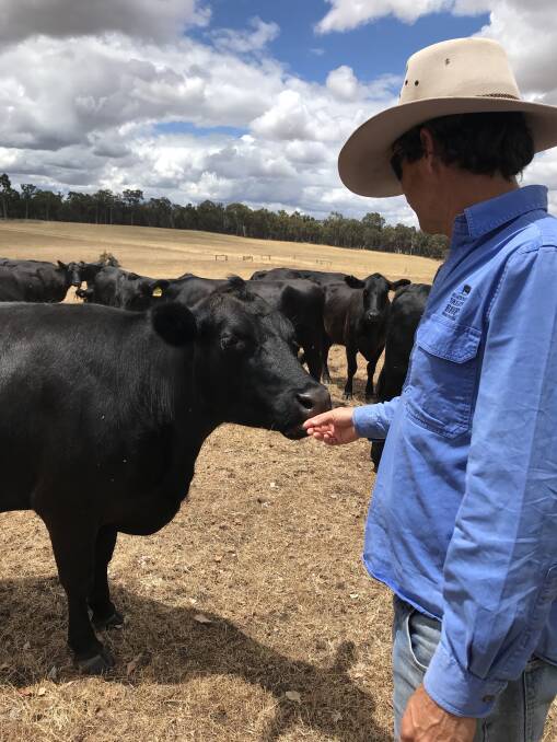Warren Pensini with his herd. The cattle are handled regularly and no stress handling techniques are employed.