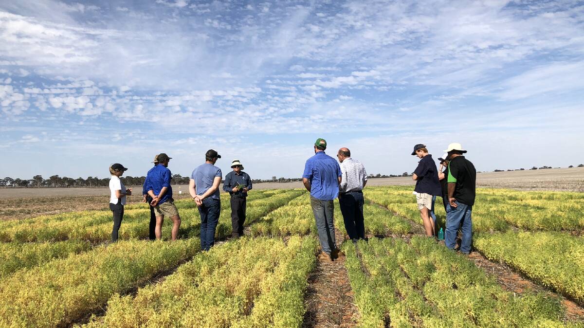  Growers and industry representatives hearing about the different legume trials at Dalwallinu.